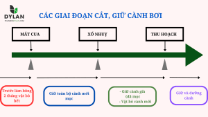 CÀNH BƠI SẦU RIÊNG – NÊN GIỮ HAY BỎ? 5 Giai doan cat giu canh boi