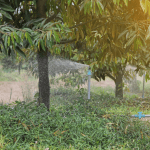 TƯỚI NƯỚC - YẾU TỐ KHÔNG THỂ THIẾU CHO CÂY SẦU RIÊNG 3 tuoi nuoc sau rieng