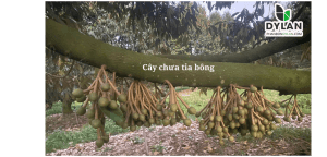 KỸ THUẬT TỈA BÔNG SẦU RIÊNG: YẾU TỐ QUYẾT ĐỊNH NĂNG SUẤT VÀ CHẤT LƯỢNG TRÁI 18 Bong chua tia 1