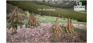 KỸ THUẬT TỈA BÔNG SẦU RIÊNG: YẾU TỐ QUYẾT ĐỊNH NĂNG SUẤT VÀ CHẤT LƯỢNG TRÁI 19 bong da tia