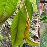 BỆNH LUỘC LÁ TRÊN SẦU RIÊNG – NHẬN DIỆN SỚM VÀ HƯỚNG XỬ LÝ HIỆU QUẢ 5 Benh luoc la sau rieng